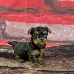 Cocos boy - Blue and gold male Yorkshire Terrier puppy in New Hampton, Iowa from JMAK Dreams