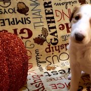 Borzoi and Silken Windhound Puppies from Envious Borzoi & Silken Windhounds