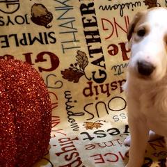 Borzoi and Silken Windhound Puppies from Envious Borzoi & Silken Windhounds