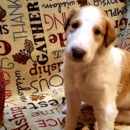 Borzoi and Silken Windhound Puppies from Envious Borzoi & Silken Windhounds