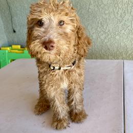 Cream girl - Apricot female Goldendoodle puppy in Apple Valley, California from Daisy’s  Doodles11