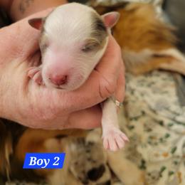 Boy 2 - Sable merle and white male Shetland Sheepdog puppy in Kaycee, Wyoming from Heavenly Shelties