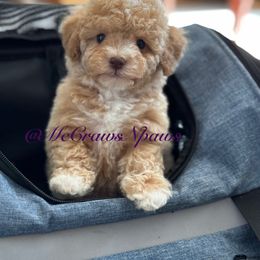 Cavapoo, Maltipoo, and Poodle Puppies from McCraws N Paws