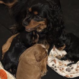 Cavalier King Charles Spaniel Puppies from Family first cavaliers