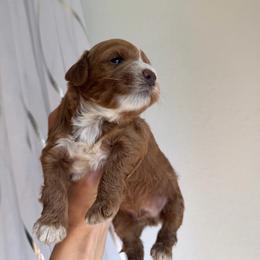 Teddy - Caramel red male Australian Labradoodle puppy in Auburn, California from Poodles and Labradoodles breeder