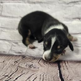 Austin - Piebald male Dachshund puppy in Anaconda, Montana from Williams Family Dachshunds