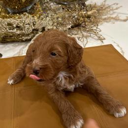 Poinsettia - Red  female Goldendoodle puppy in Jones, Michigan from KaZoo Doodles
