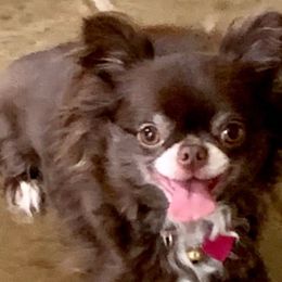Takira - Chihuahua
