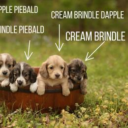 Cream Brindle Dapple Piebald Girl AKC LIMITED - Dapple female Dachshund puppy in Pauls Valley, Oklahoma from Simply Happy Dachshunds