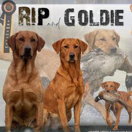 Labrador Retriever puppies from Red Prairie Retrievers
