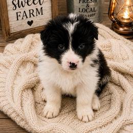 Female 4 - Black female Border Collie puppy in Shell Knob, Missouri from Stoneridge Kennel