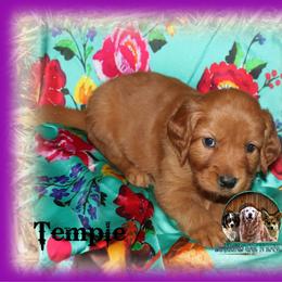 Temple - Dark golden female Golden Retriever puppy in Anson, Texas from Diamond Bar N Ranch