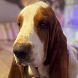 Sherman - Basset Hound