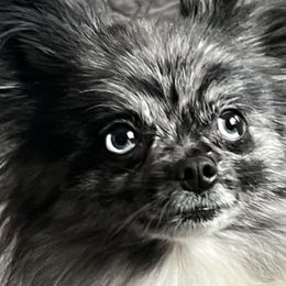 Kaz - Pomeranian