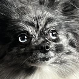 Kaz - Pomeranian