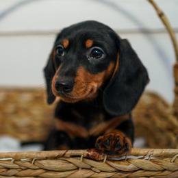 Cindy - Black and tan female Dachshund puppy in Temecula, California from Naomi Magee's Dachshund Kennel