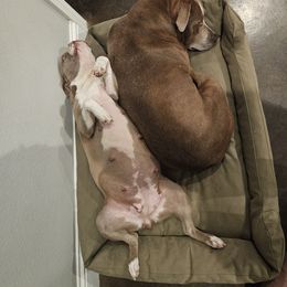 Boston Terrier puppies from B&B Bostons