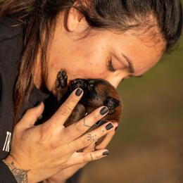 Belgian Malinois Puppies from Ak Hell Hounds
