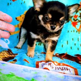 Dina - Black and tan female Chihuahua puppy in Chesapeake, Virginia from Elsbeth's Chihuahuas