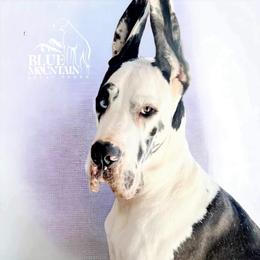 Glacier - Great Dane