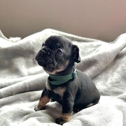 Doug from OFA'd parents - Black and tan male French Bulldog puppy in Billings, Montana from Montana Made Frenchies