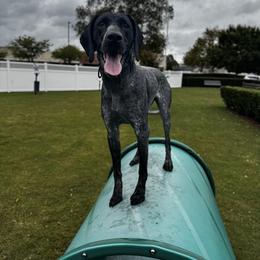 German Shorthaired Pointer All Grown Up from Owl Ranch GSP