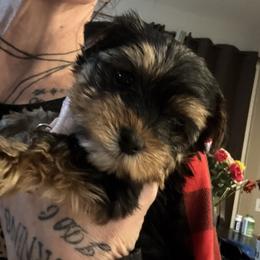 Cute, tam,platinum, mask face - Tan and white female Yorkshire Terrier puppy in Riverside, California from Playful Puppies
