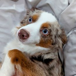 Zoe - Toy Australian Shepherd