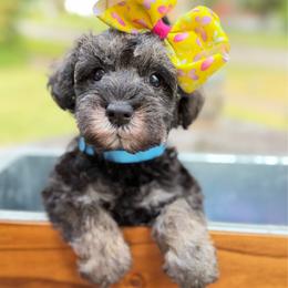 Roxy - Salt and pepper female Miniature Schnauzer puppy in Temple, Texas from Schnauzers Of Taylor