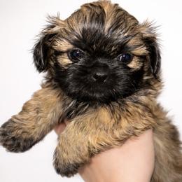 Girl 2 (ours) - Brindle female Shih Tzu puppy in Marion County, Tennessee from Jenkins Puppy Paradise