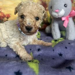 Alvin - Apricot male Poodle puppy in Lawrenceburg, Tennessee from LUV Poodles and Maltipoos