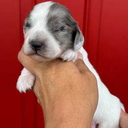 Clover - Piebald male Dachshund puppy in Allenhurst, Georgia from B’s Dapper Dachshunds