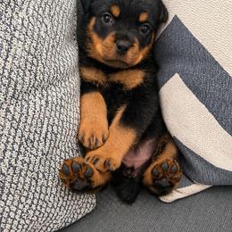 Nika - Black and mahogany female Rottweiler puppy in Parker, Colorado from Denver Rotties
