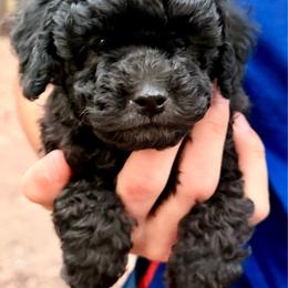 BB - Silver male Poodle puppy in Flagstaff, Arizona from Fido Dei Poodles