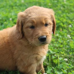 Australian Shepherd and Golden Retriever Puppies from Sterling Valleys Goldens and Aussies