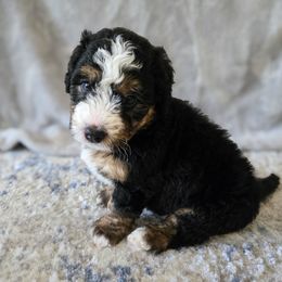 Figaro - male Australian Mountain Doodle puppy in Culpeper, Virginia from Hazel River Doodles