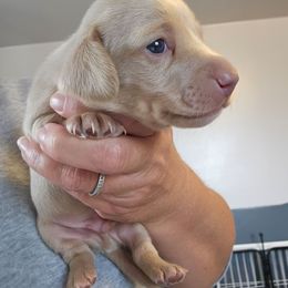 Tatters - Cream male Dachshund puppy in El Paso, Texas from Mells Weenies