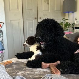Brody - Goldendoodle