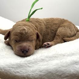Mike Brady - Apricot male Goldendoodle puppy in O'fallon, Missouri from Rockin R Doodles