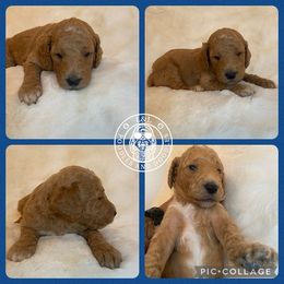 Goldendoodle and Poodle Puppies from L&L Poodles and Doodles