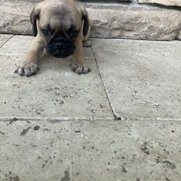Boy 1 - Fawn male Pug puppy in Brooksville, Florida from Windsorsprings