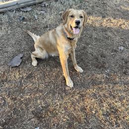 Tucker aka Little Foot - Golden male Golden Retriever puppy in Iron Station, North Carolina from Golden Paws