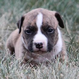 Rocky - Red brindle male American Staffordshire Terrier puppy in Guilford County, North Carolina from Explicit Kennel