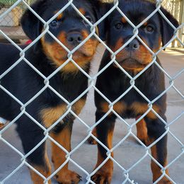 Rottweiler Puppies from Morton Von Hause Rottweilers