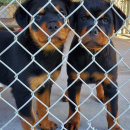 Rottweiler Puppies from Morton Von Hause Rottweilers