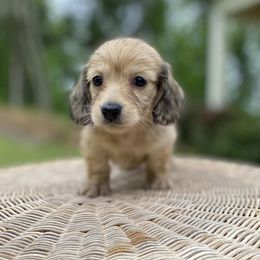 Dachshunds from Lake Wylie Dachshunds