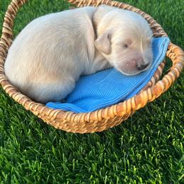 Big Bear - Light golden male Golden Retriever puppy in Baldwin Park, California from Mountain Valley Retrievers