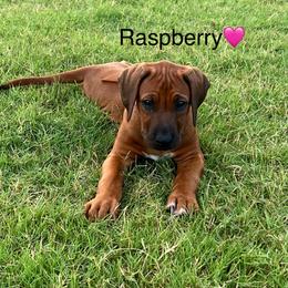 Raspberry - Rd whtn blk nose female Rhodesian Ridgeback puppy in Arcadia, Oklahoma from Ahyoka Rhodesian Ridgebacks