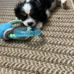 Cavalier King Charles Spaniel Puppies from Cassie’s Cavaliers