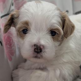 Jessie - Gold and white female Shihpoo puppy in Coshocton, Ohio from Forever Family Puppies